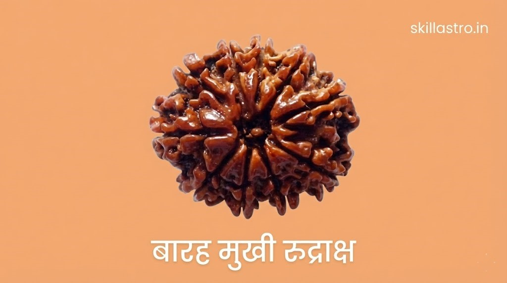 12 Mukhi Rudraksha Benefits: Surya Dev Form, Leadership Power, Wearing Method, | Skill Astro